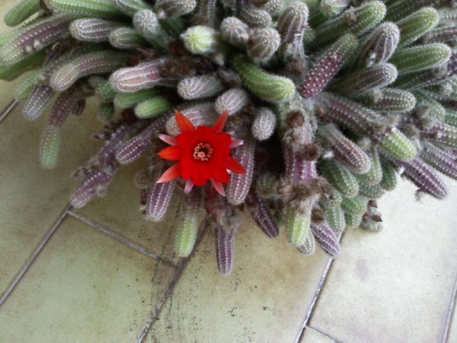 Chamaecereus silvestrii 