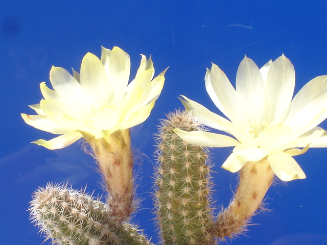 Chamaecereus cv. papagei 