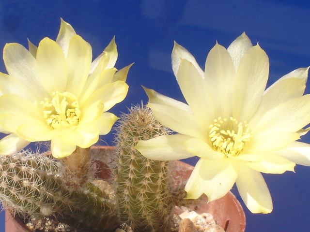 Chamaecereus cv. papagei 