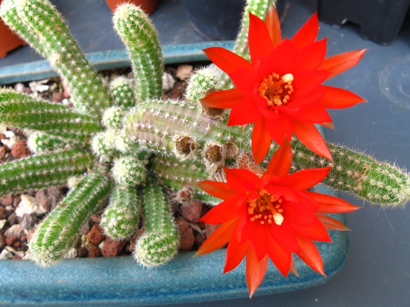 Chamaecereus silvestrii 