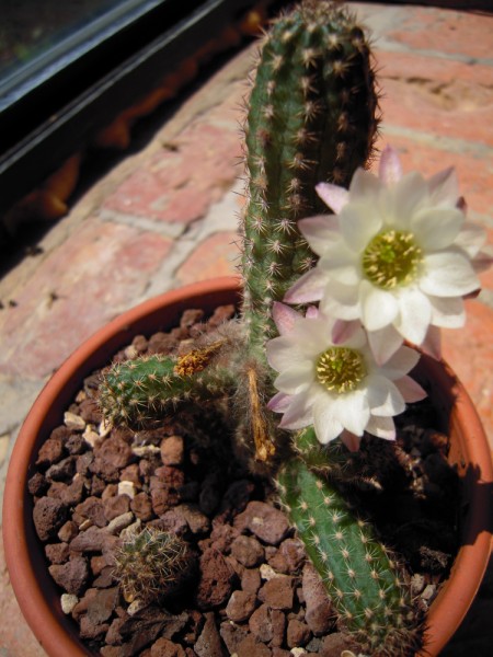 Chamaecereus albiflorus 