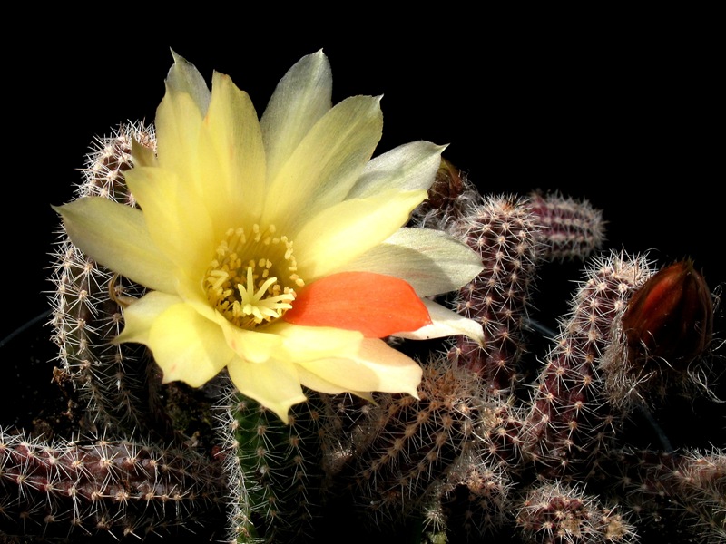 Chamaecereus cv. papagei 