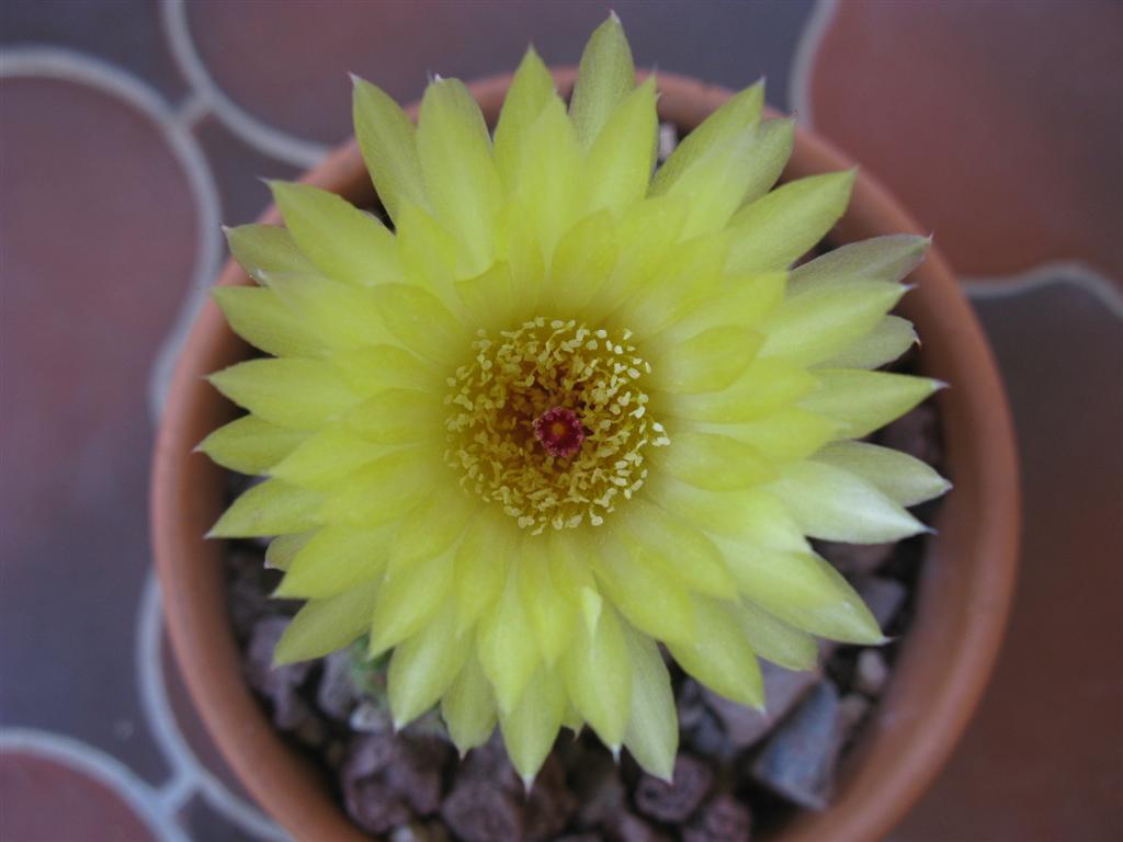 Notocactus ottonis 