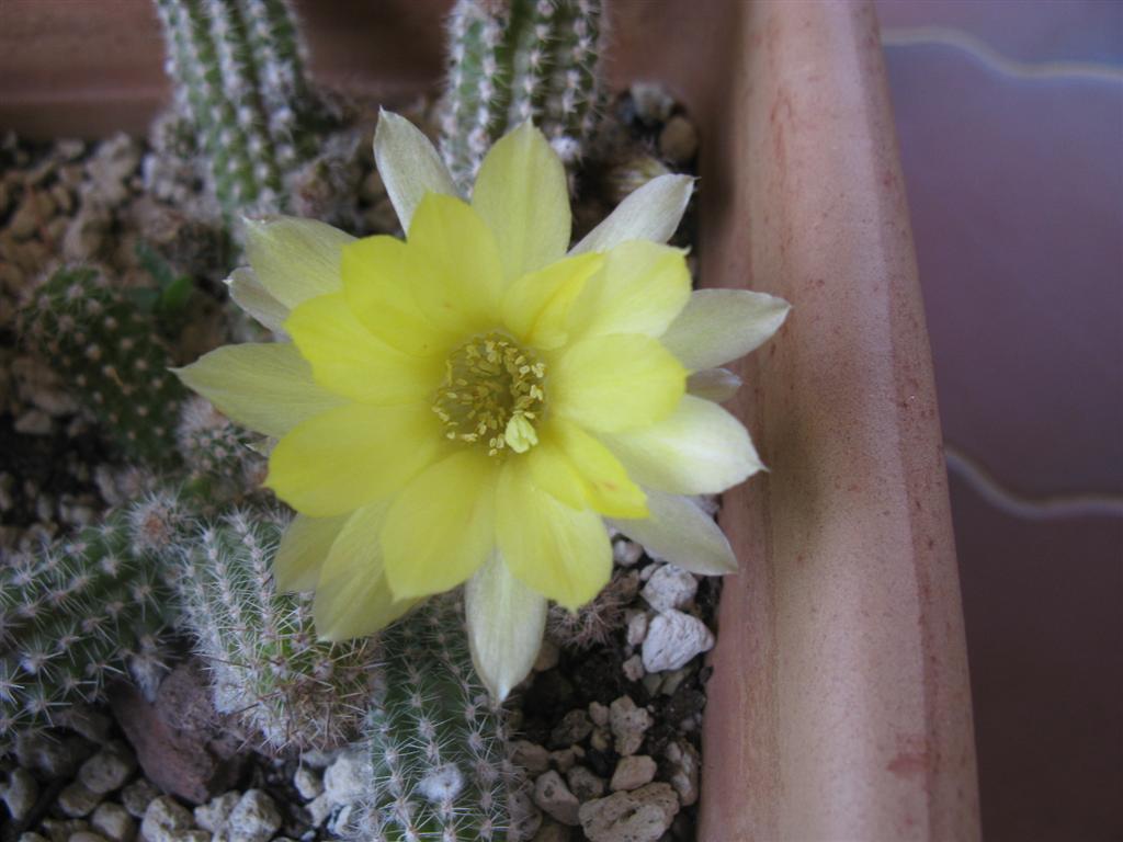 Chamaecereus ibrido 