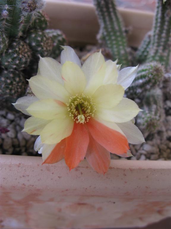 Chamaecereus sp. 