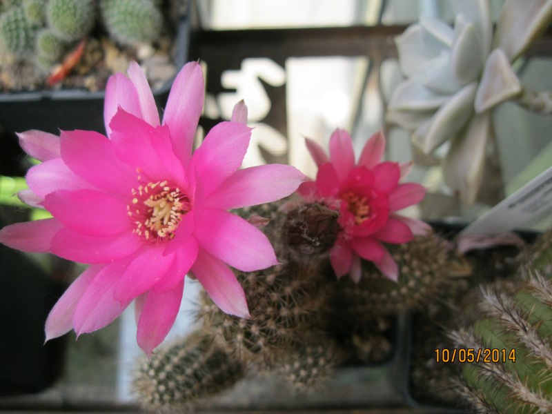 chamaecereus cv. lety