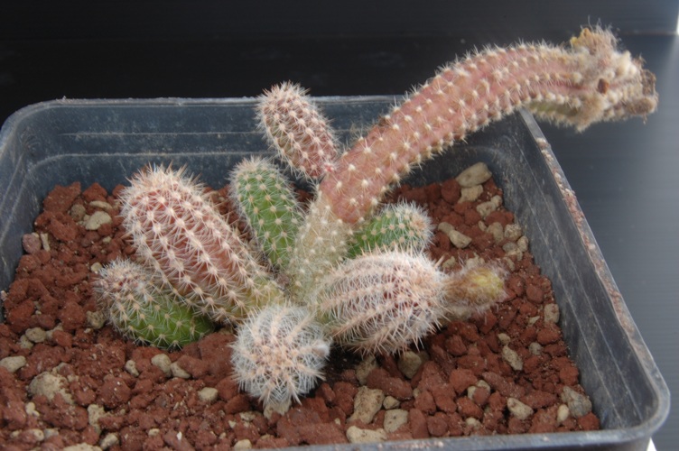 Chamaecereus cv. papagei 