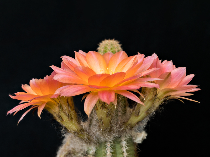 chamaecereus cv. perla di verona