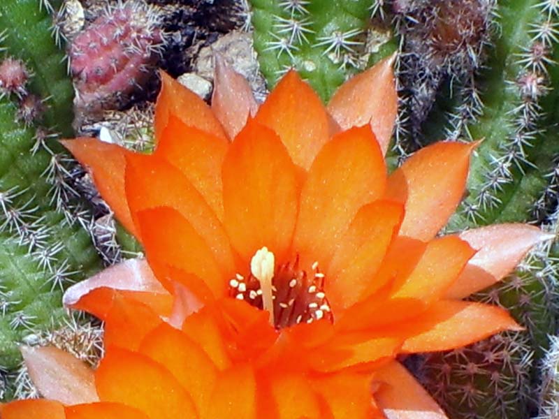 Chamaecereus silvestrii 