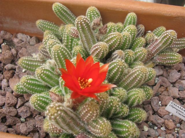 Chamaecereus silvestrii 