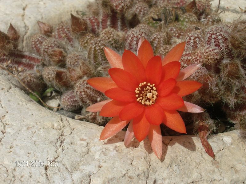 Echinopsis chamaecereus 