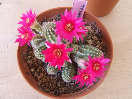 Chamacereus violet 128-08