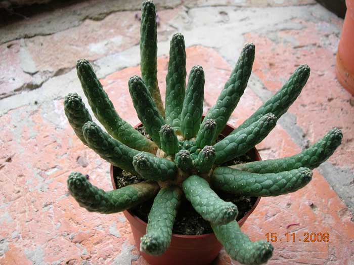 Euphorbia inermis 