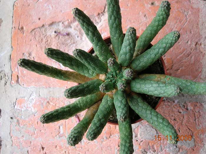 Euphorbia inermis 