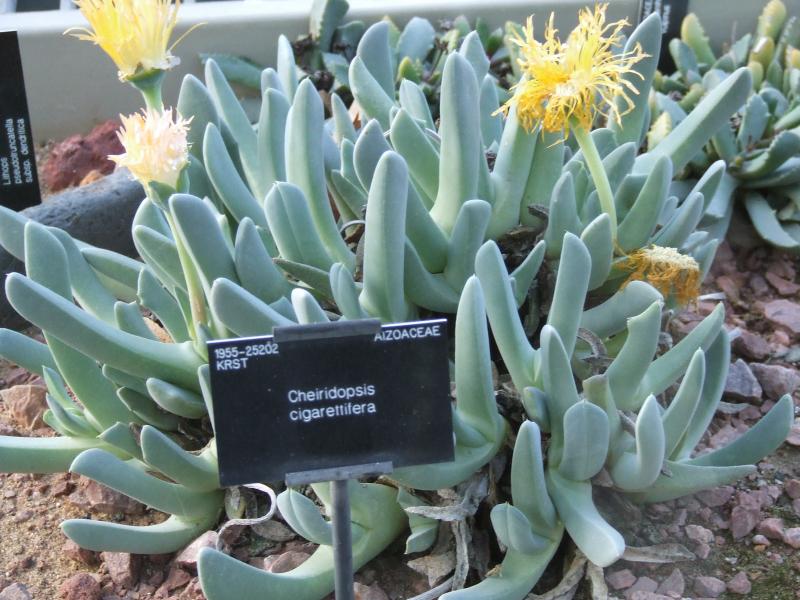 Cheiridopsis cigarettifera 