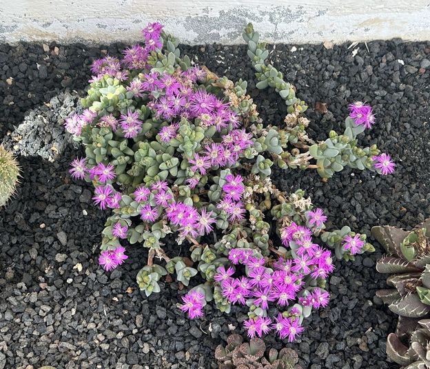 Cheiridopsis speciosa 