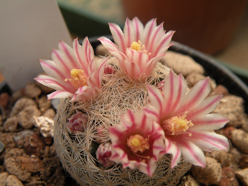 Mammillaria chica RS 414