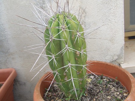 Stetsonia coryne 