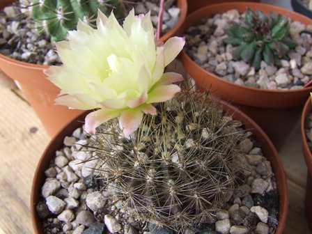 Neoporteria concinus 