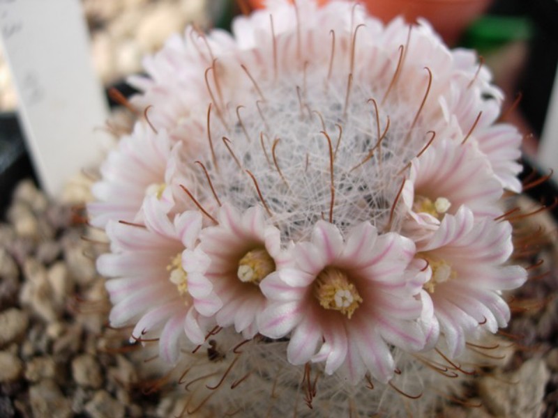 Mammillaria chica 