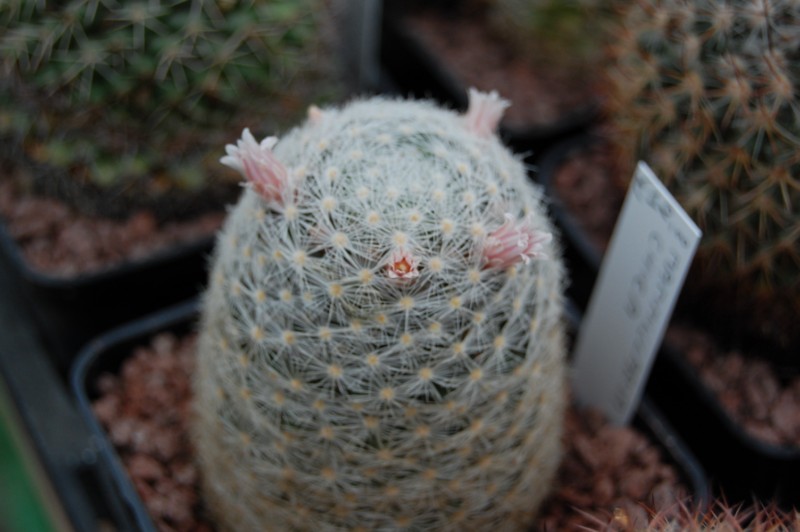 Mammillaria chica 