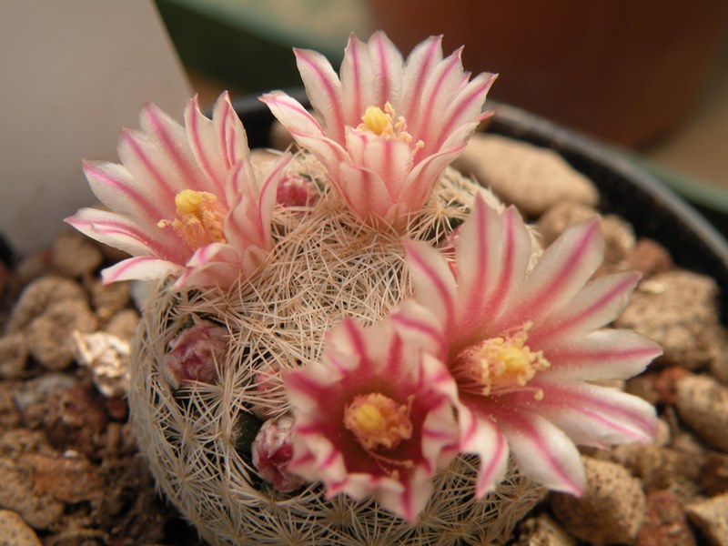 Mammillaria chica RS 414