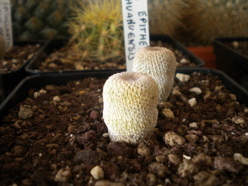Epithelantha micromeris cv. chihuahuensis 