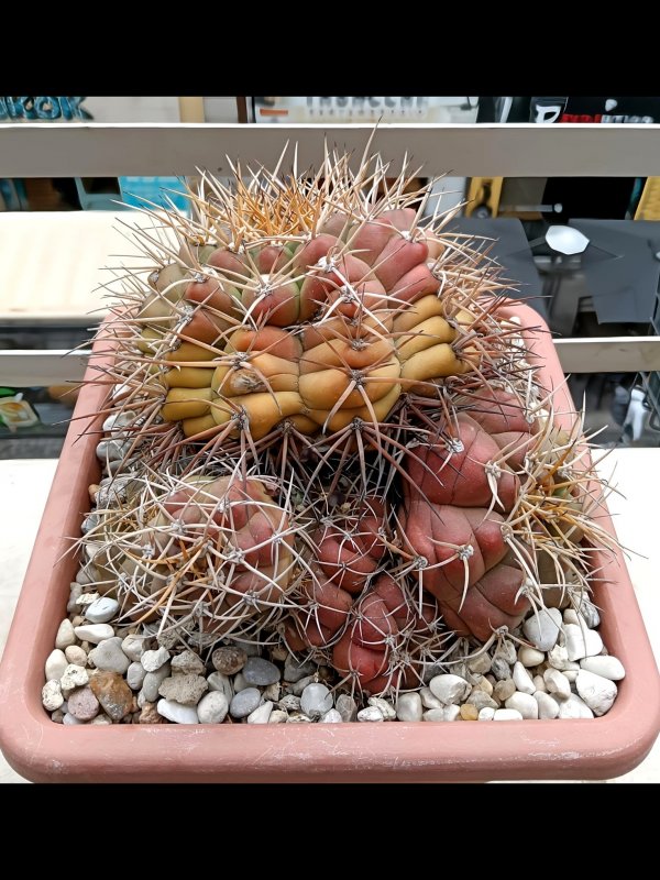 Gymnocalycium chiquitanum 