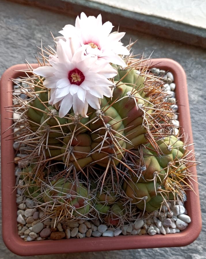 Gymnocalycium chiquitanum 