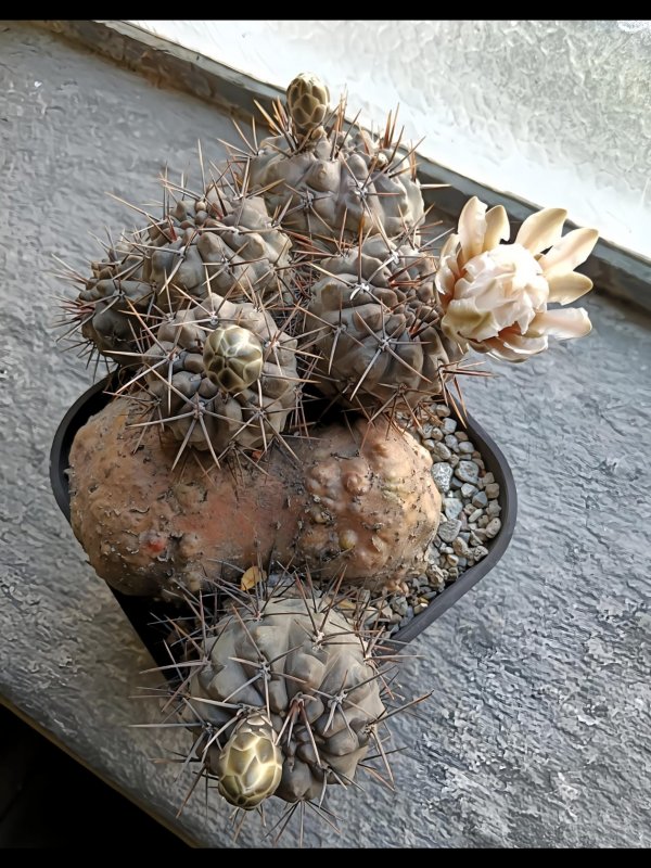 Gymnocalycium chubutense 