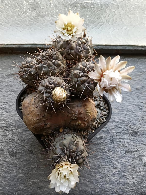 Gymnocalycium chubutense 