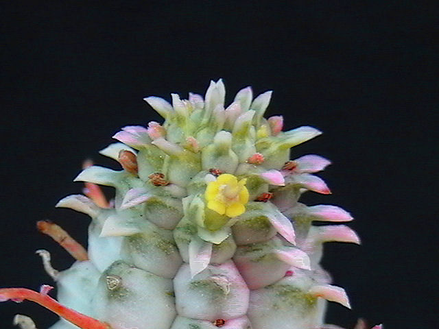 Euphorbia mammillaris f. variegata 
