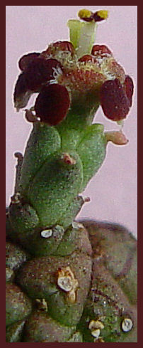 Euphorbia brevirama 