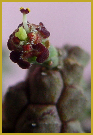 Euphorbia brevirama 