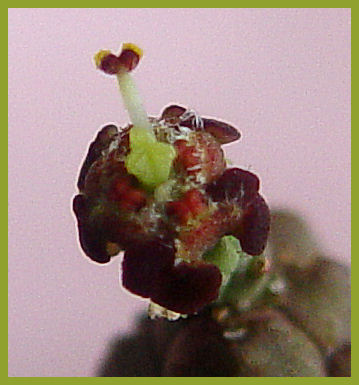 Euphorbia brevirama 