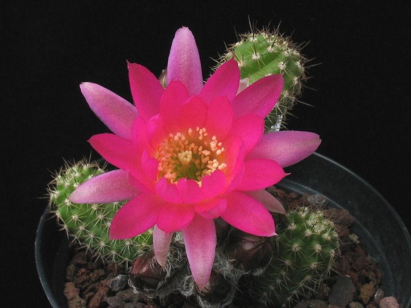 Chamaecereus ibrido ciclamino gola gialla 