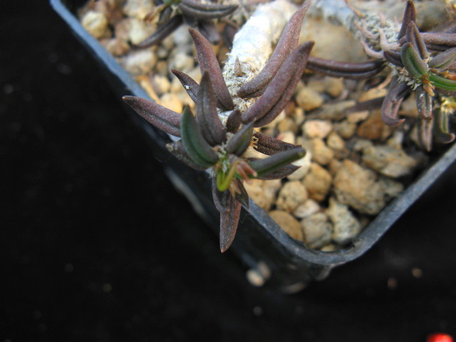 Euphorbia cylindrifolia ssp. tuberifera 