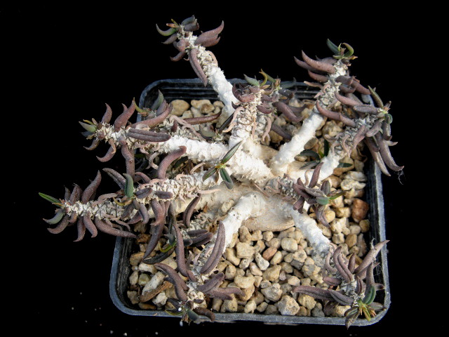 Euphorbia cylindrifolia ssp. tuberifera 