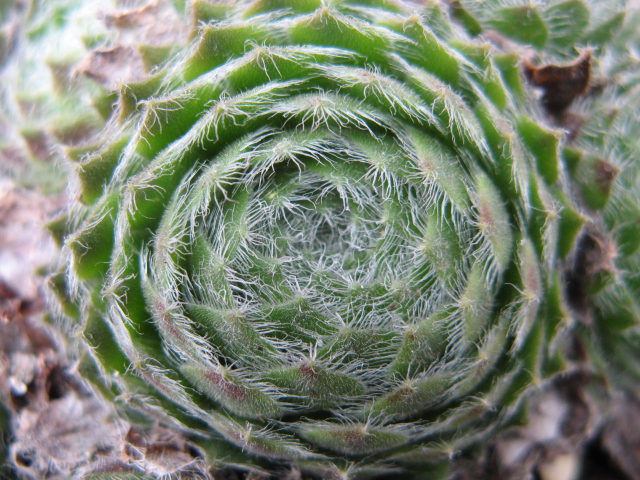 Sempervivum ciliosum 