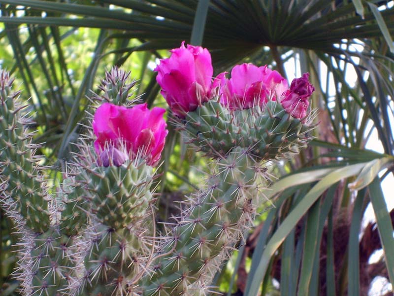 cylindropuntia imbricata