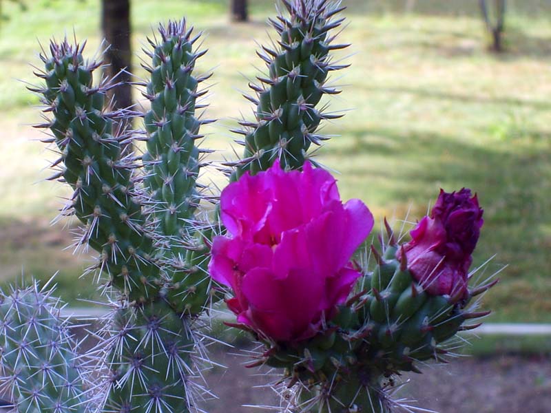 Cylindropuntia imbricata 