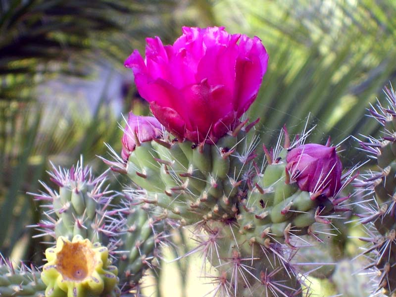 cylindropuntia imbricata 