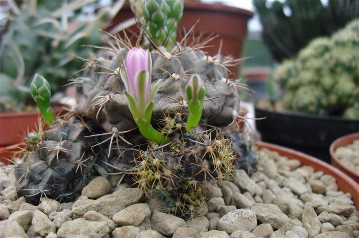 Gymnocalycium damsii 