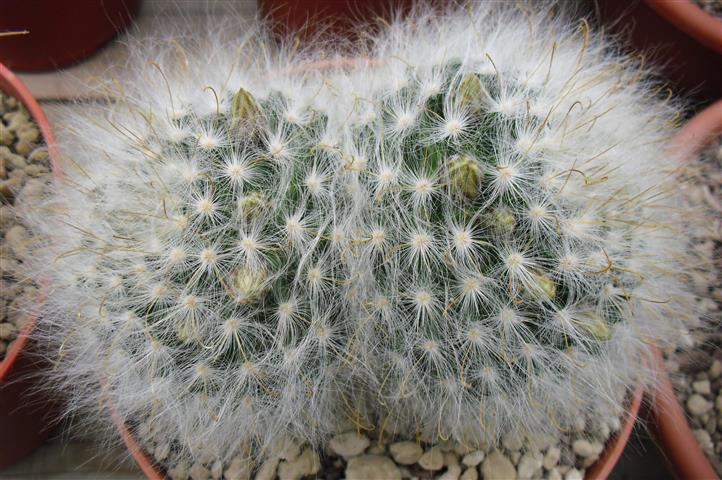 Mammillaria guelzowiana 