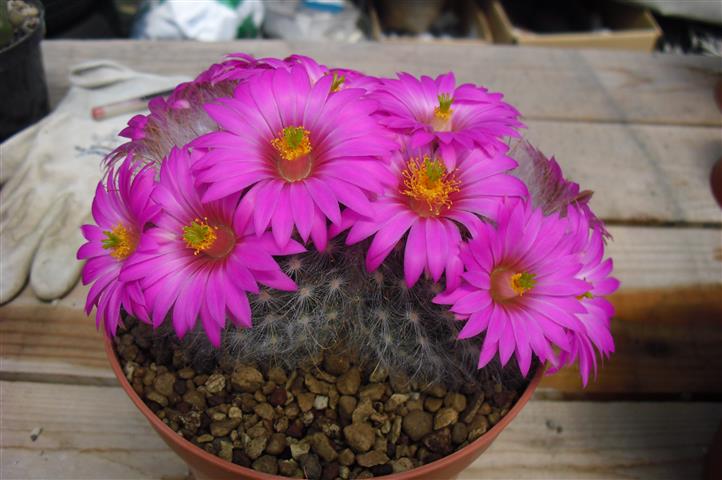 Mammillaria guelzowiana 