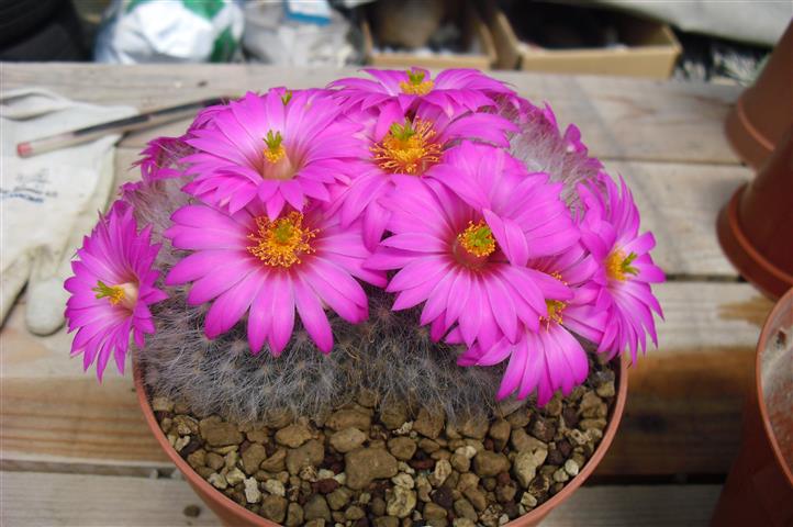 Mammillaria guelzowiana 