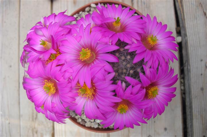 Mammillaria guelzowiana 