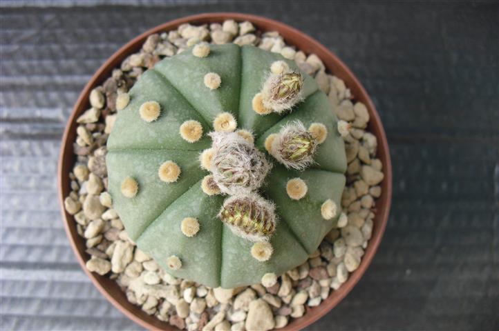 Astrophytum asterias v. nudum 