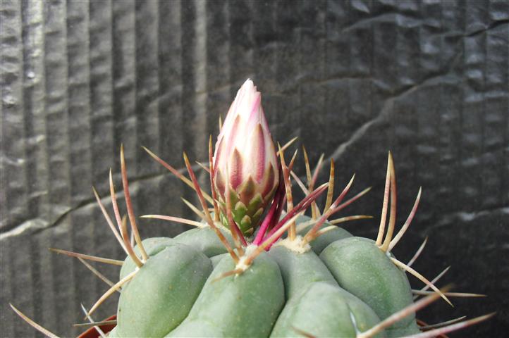 Thelocactus hexaedrophorus v. fossulatus 