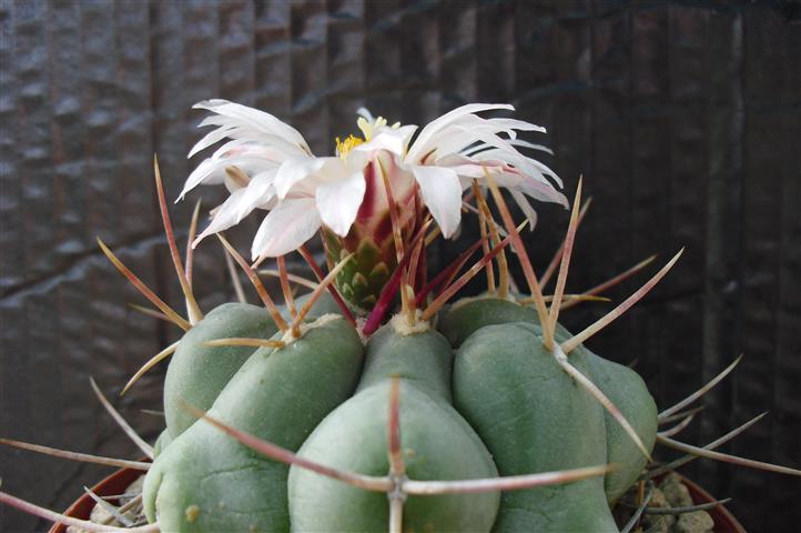 Thelocactus hexaedrophorus v. fossulatus 